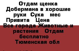 Отдам щенка Добермана в хорошие руки. Сука 5 мес. Привита › Цена ­ 5 000 - Все города Животные и растения » Отдам бесплатно   . Тюменская обл.